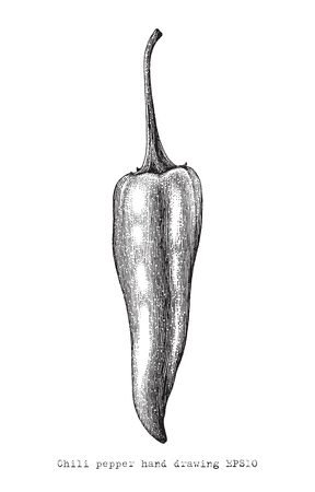 Chili  peper hand drawing engraving style,Chili  peper vintage clip artのイラスト素材