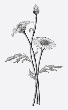 Daisy flowers hand drawing vintage style isolate on white backgroundのイラスト素材