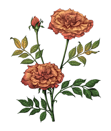 Roses hand drawing vintage engraving illustration on white backgroundのイラスト素材