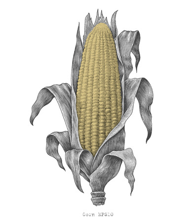 Corn hand drawing vintage engraving illustrationのイラスト素材