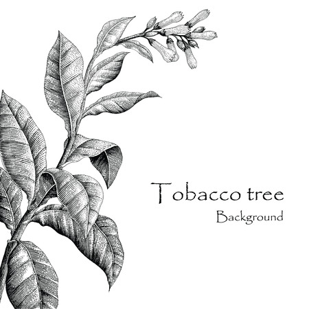 Tobacco tree hand drawing vintage style,Tobacco tree backgroundのイラスト素材