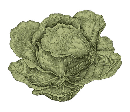 Cabbage hand drawing vintage engraving illustrationのイラスト素材