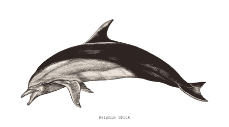 Dolphin hand drawing vintage engraving illustration clipartのイラスト素材