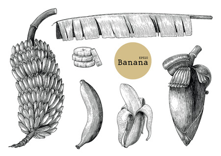 Banana collection sets hand drawing vintage engraving illustrationのイラスト素材