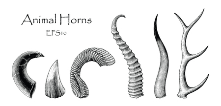 Animal horns vector set hand drawing vintage engraving illustrationのイラスト素材