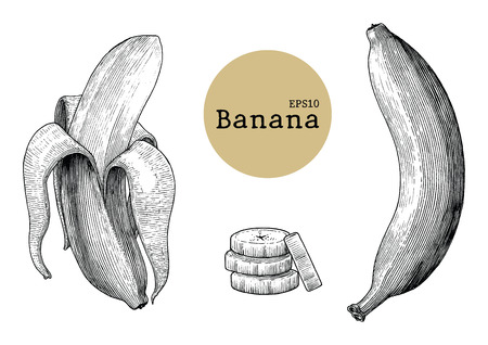 Banana collection sets hand drawing vintage engraving illustrationのイラスト素材