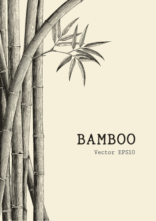 Bamboo background hand drawing engraving styleのイラスト素材