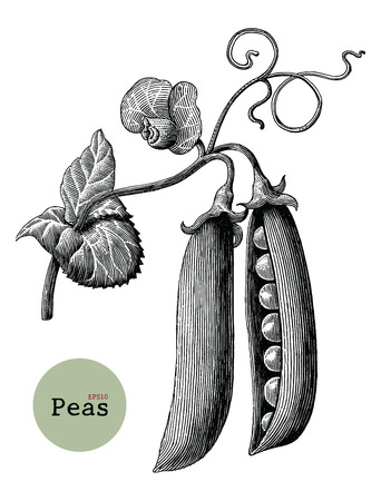 Peas branch hand drawing vintage engraving illustrationのイラスト素材