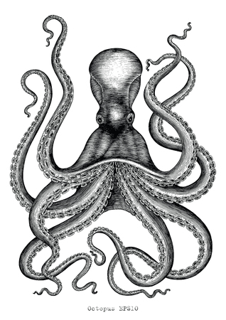 Octopus hand drawing vintage engraving illustration on white backgroudのイラスト素材