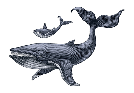 Big whale and little whale hand drawing vintage engraving illustrationのイラスト素材