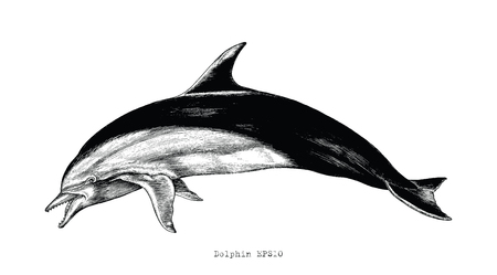 Dolphin hand drawing vintage engraving illustration clipartのイラスト素材