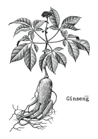 Ginseng hand drawing vintage engraving illustrationのイラスト素材