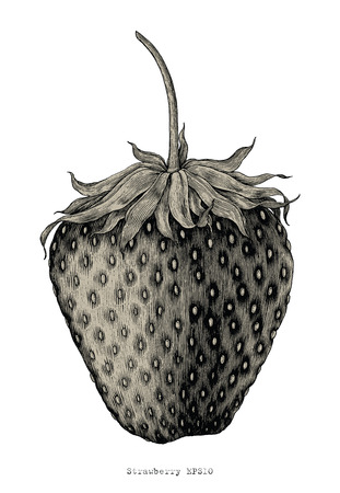 Strawberry hand drawing vintage engraving illustration styleのイラスト素材
