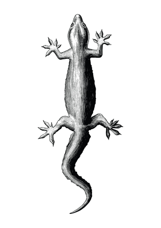 Gecko hand drawing vintage styleのイラスト素材