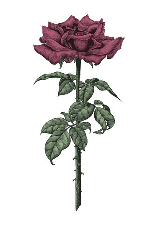Roses hand drawing vintage engraving illustration on white backgroundのイラスト素材