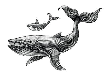 Big whale and little whale hand drawing vintage engraving illustrationのイラスト素材