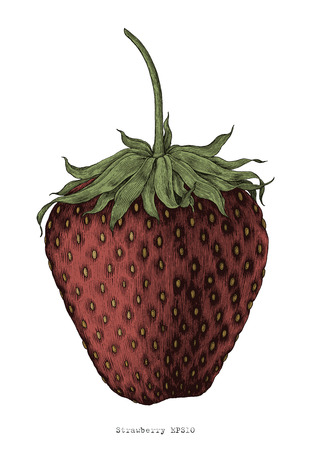 Strawberry hand drawing vintage engraving illustration styleのイラスト素材