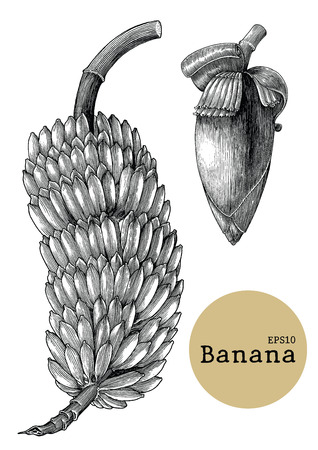 Banana collection sets hand drawing vintage engraving illustrationのイラスト素材