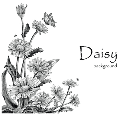 Daisy flowers hand drawing vintage on white backgroundのイラスト素材
