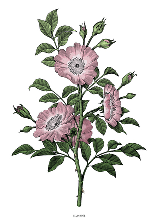 Wild rose hand drawing vintage clip art isolated on white backgroundのイラスト素材