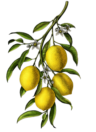 Lemon branch illustration black and white vintage clip art isolate on white background