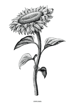 Sunflower hand drawing black and white vintage clip art isolated on white backgroundのイラスト素材