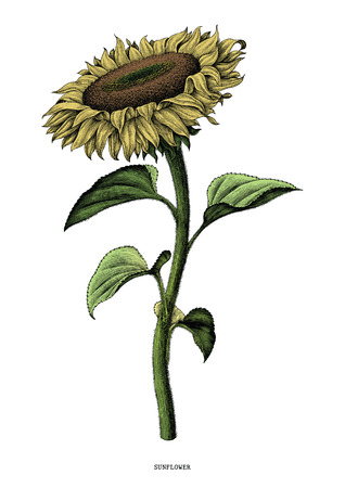 Sunflower hand drawing vintage clip art isolated on white backgroundのイラスト素材
