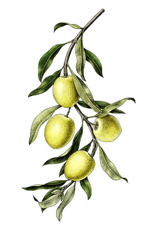 Olive branch illustration vintage clip art isolate on white backgroundの写真素材