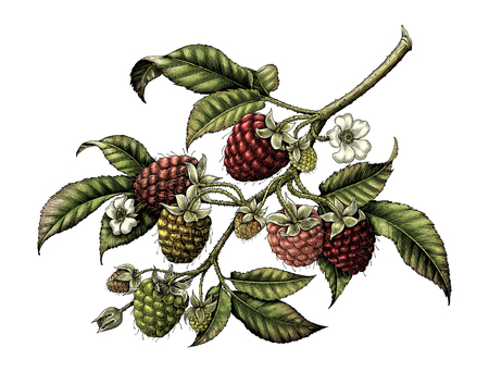 Raspberry branch botanical vintage illustration clip art isolated on white backgroundの写真素材