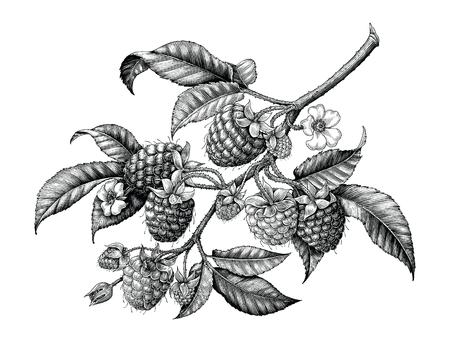 Raspberry branch hand drawing black and white vintage clip art isolated on white backgroundのイラスト素材