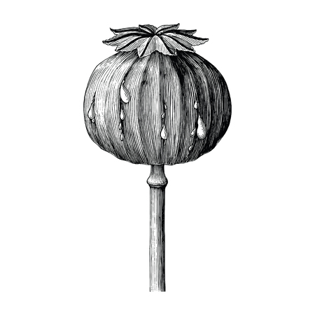 Poppy hand drawing vintage clip art isolated on white backgroundのイラスト素材