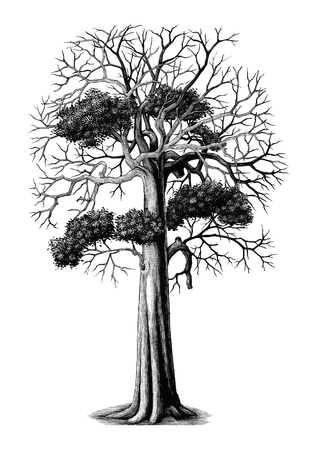 Tree hand drawing vintage engraving clip art isolated on white backgroundのイラスト素材