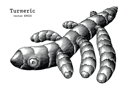 Turmeric root hand draw vintage clip art isolated on white backgroundのイラスト素材
