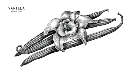 Vanilla hand draw vintage clip art isolated on white backgroundのイラスト素材