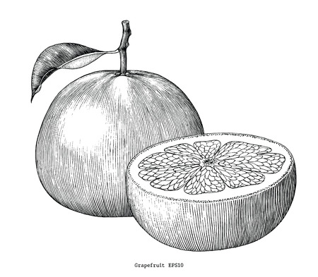 Grapefruit collection hand draw vintage clip art isolated on white backgroundのイラスト素材