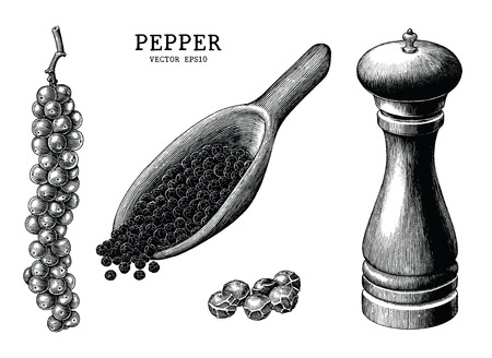 Pepper collection hand draw vintage clip art isolated on white backgroundのイラスト素材