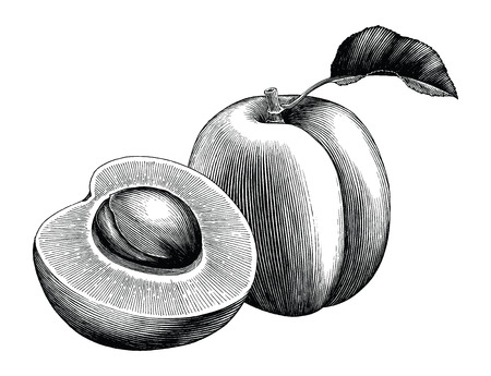 Apricot collection hand draw vintage clip art isolated on white backgroundのイラスト素材