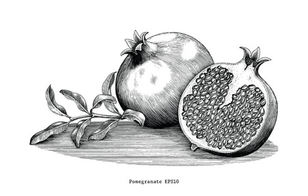 Pomegranate hand drawing vintage clip art isolated on white backgroundのイラスト素材