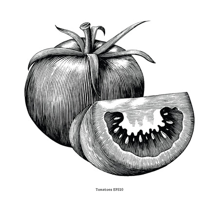 Tomatoes hand draw vintage clip art isolated on white backgroundのイラスト素材