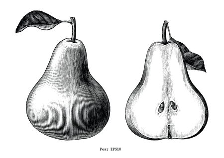 Pear fruit hand draw vintage clip art isolated on white backgroundのイラスト素材