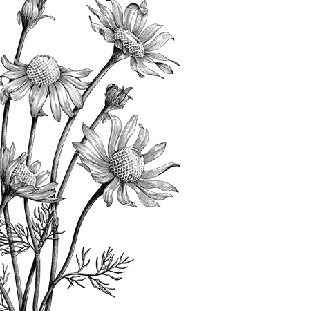 Chamomile flowers hand draw vintage book coverのイラスト素材