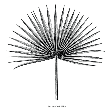 Fan palm leaf hand draw vintage engraving clip art isolated on white backgroundのイラスト素材