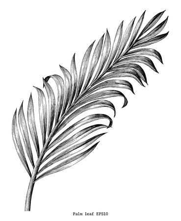 Palm leaf hand draw vintage engraving clip art isolated on white backgroundのイラスト素材