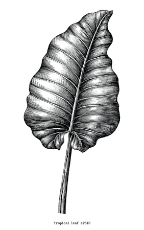 Tropical leaf hand draw vintage engraving clip art isolated on white backgroundのイラスト素材
