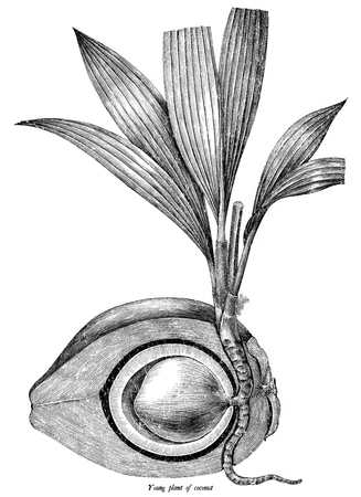 Young plant of coconut botanical vintage illustration clip art isolated on white backgroundの写真素材