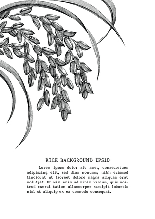 Rice frame clip art hand draw vintage engraving style isolated on white backgroundのイラスト素材