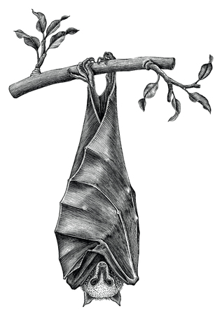 Antique of Bat hand draw vintage engraving style isolated on white backgroundのイラスト素材
