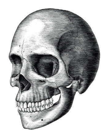 Antique of Human skull vintage engraving illustration isolated on white background の写真素材