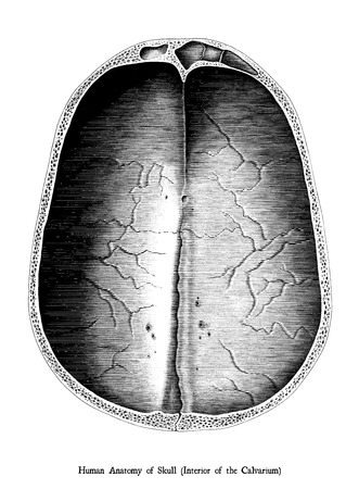 Antique engraving illustration of Interior of the Calvarium skull cross section isolated on white backgroundの写真素材