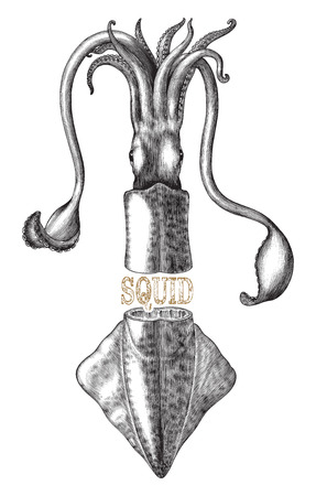 Antique engraving illustration of Squid black and white clip art isolated on white background with text bannerのイラスト素材